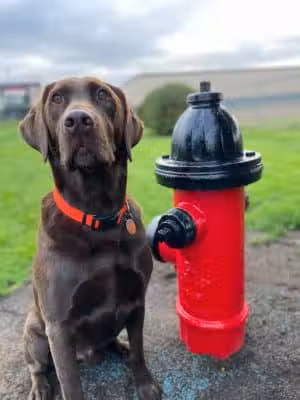 Martin Family Dog Park - Elma, WA
