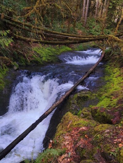 Porter Creek Campground - Elma, WA