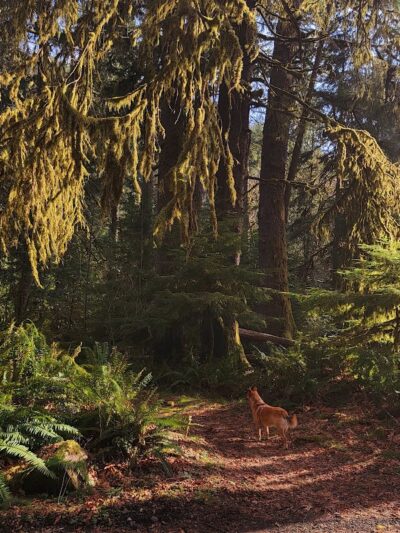 Porter Creek Campground - Elma, WA