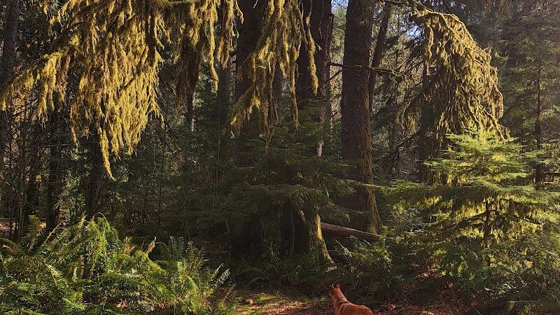 Porter Creek Campground - Elma, WA