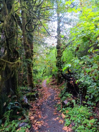 Porter Creek Campground - Elma, WA