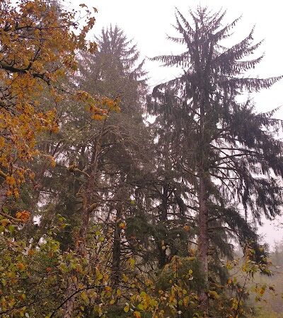 Porter Creek Campground - Elma, WA