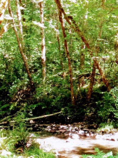 Porter Creek Campground - Elma, WA