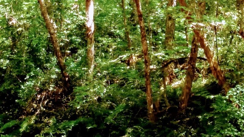 Porter Creek Campground - Elma, WA