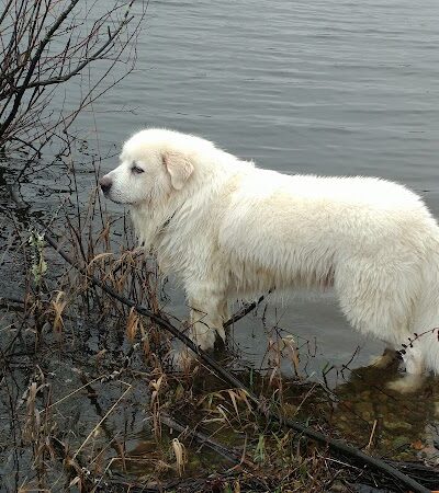 Vance Creek Pond # 2 Boat Launch - Elma, WA