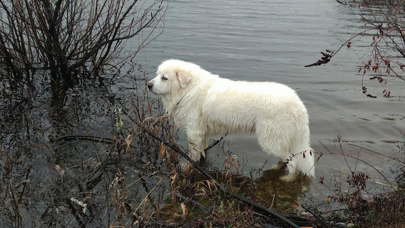 Vance Creek Pond # 2 Boat Launch - Elma, WA