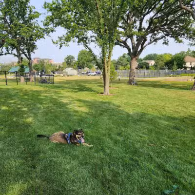Canine Corner - Elmhurst, IL