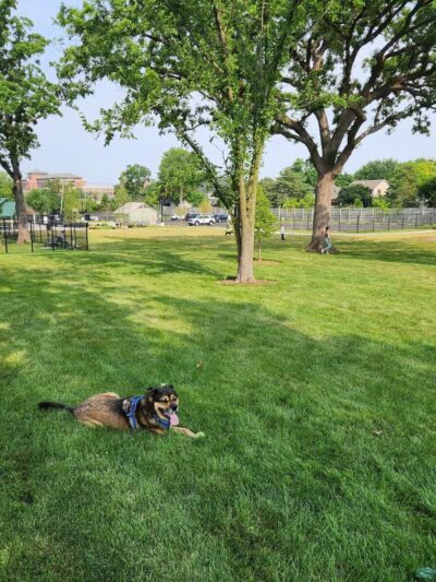 Canine Corner - Elmhurst, IL