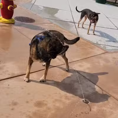 Canine Corner - Elmhurst, IL