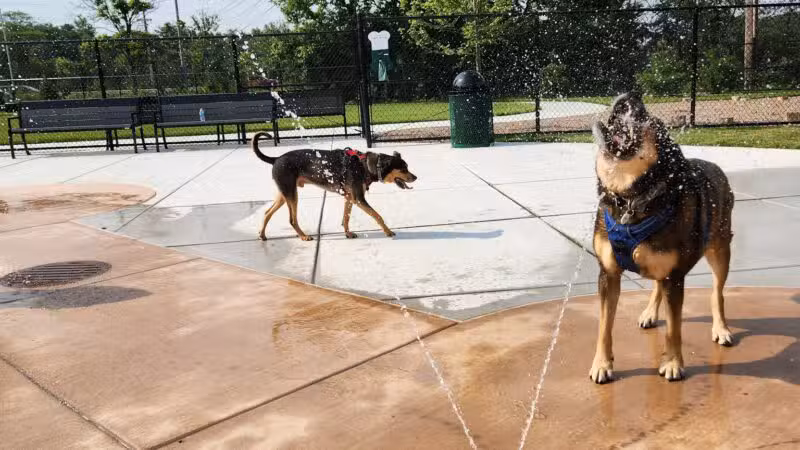 Canine Corner - Elmhurst, IL