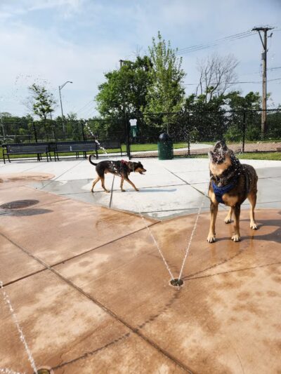 Canine Corner - Elmhurst, IL