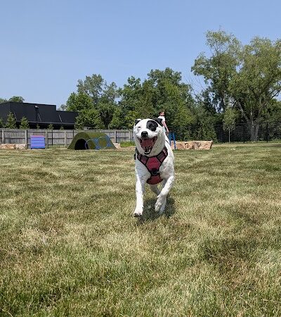 Canine Corner - Elmhurst, IL