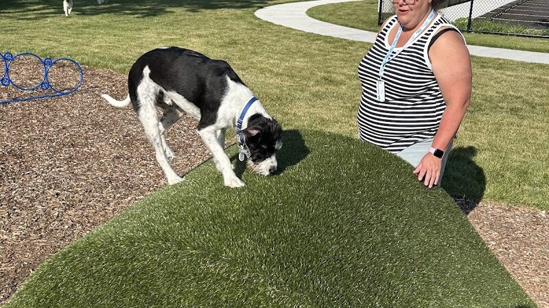 Canine Corner - Elmhurst, IL