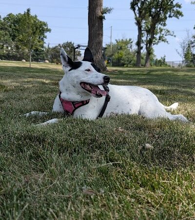 Canine Corner - Elmhurst, IL