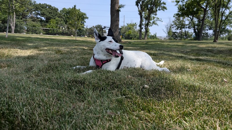 Canine Corner - Elmhurst, IL
