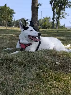 Canine Corner - Elmhurst, IL