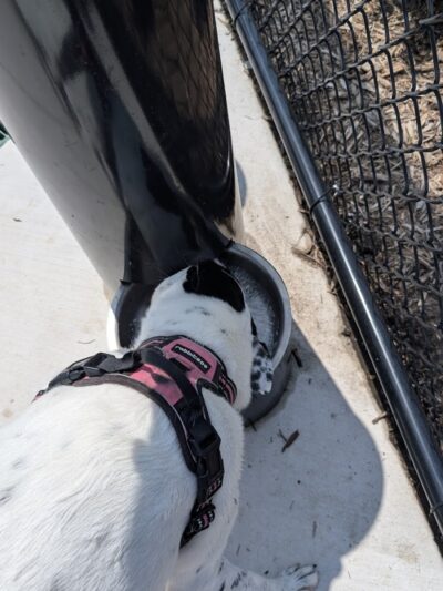 Canine Corner - Elmhurst, IL