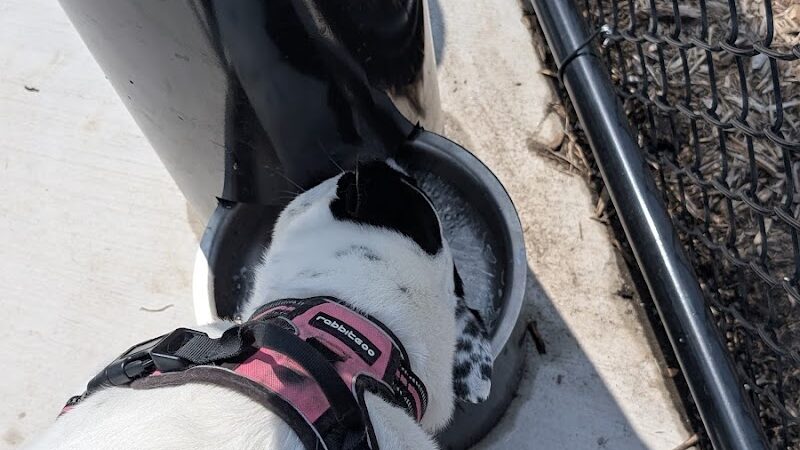 Canine Corner - Elmhurst, IL