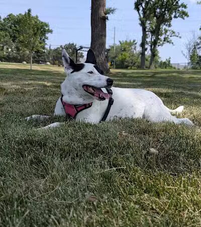 Canine Corner - Elmhurst, IL