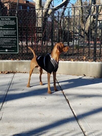 Veterans Grove - Elmhurst, NY