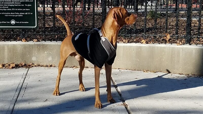 Veterans Grove - Elmhurst, NY