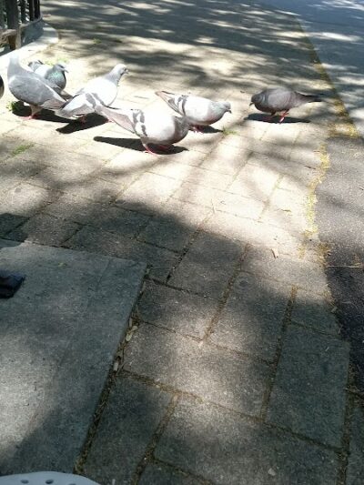 Veterans Grove - Elmhurst, NY