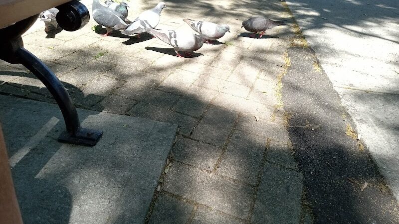 Veterans Grove - Elmhurst, NY