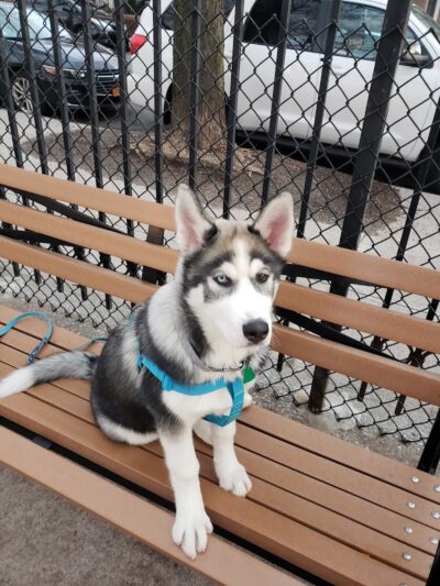 Veterans Grove - Elmhurst, NY