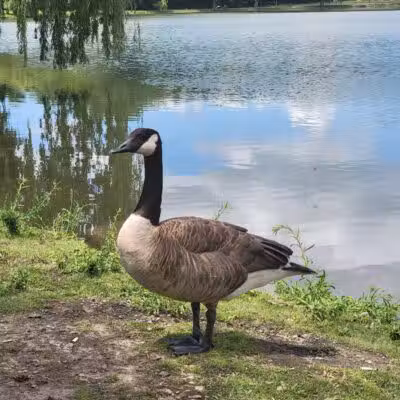 Eldridge Park Dog Park - Elmira, NY
