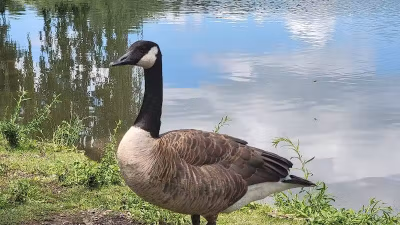 Eldridge Park Dog Park - Elmira, NY