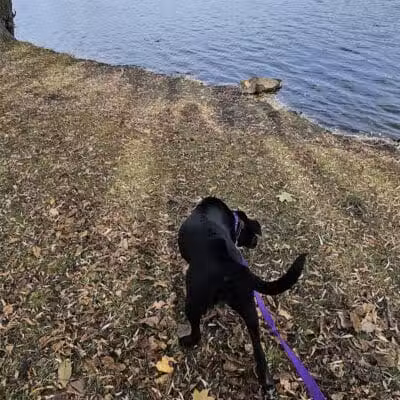 Eldridge Park Dog Park - Elmira, NY