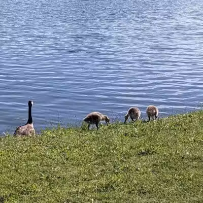 Eldridge Park Dog Park - Elmira, NY