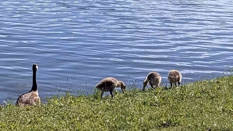 Eldridge Park Dog Park - Elmira, NY