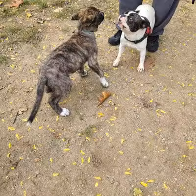 Elmsford Dog Park - Elmsford, NY