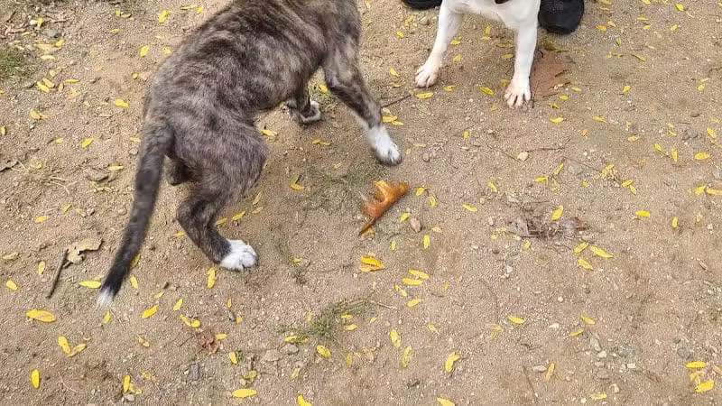 Elmsford Dog Park - Elmsford, NY