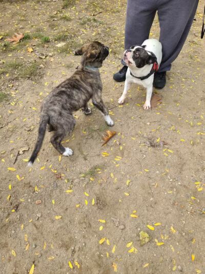 Elmsford Dog Park - Elmsford, NY