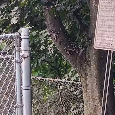 Elmsford Dog Park - Elmsford, NY