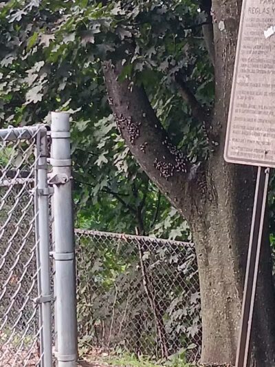 Elmsford Dog Park - Elmsford, NY