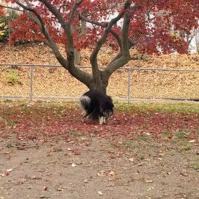 Elmsford Dog Park - Elmsford, NY