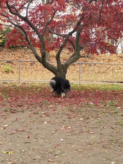 Elmsford Dog Park - Elmsford, NY