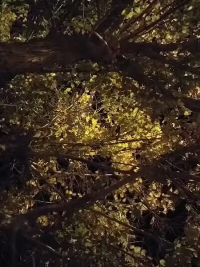 Shumway (North) Park - Eloy, AZ