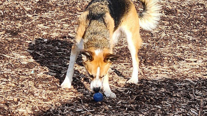 The Enfield Dog Park - Enfield, CT