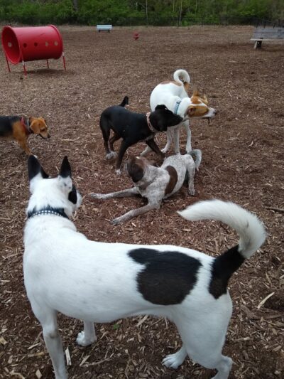 The Enfield Dog Park - Enfield, CT