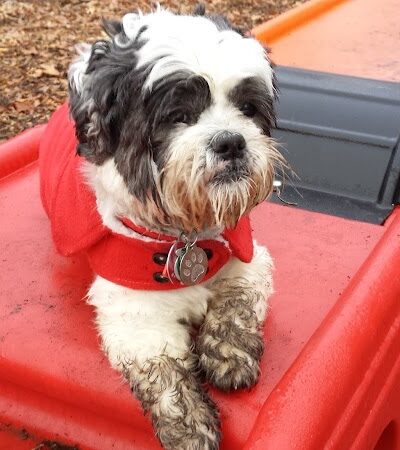 The Enfield Dog Park - Enfield, CT