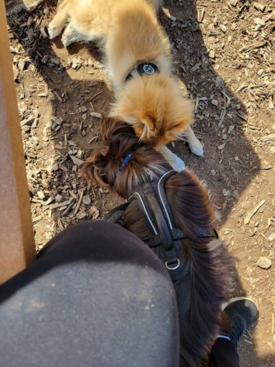 The Enfield Dog Park - Enfield, CT