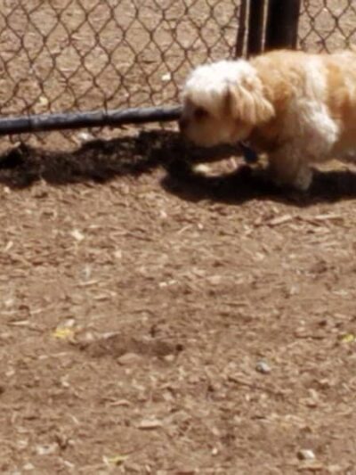 The Enfield Dog Park - Enfield, CT