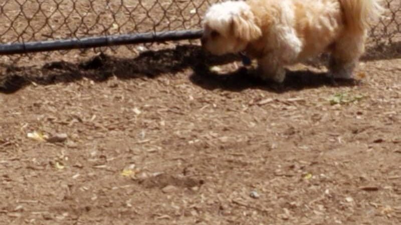 The Enfield Dog Park - Enfield, CT