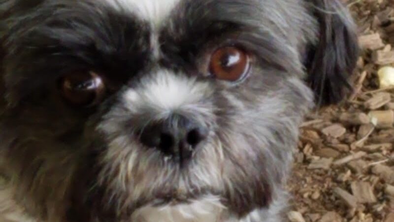 The Enfield Dog Park - Enfield, CT