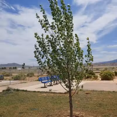 Enoch Dog Park - Enoch, UT