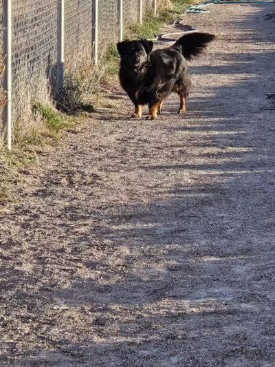Enoch Dog Park - Enoch, UT